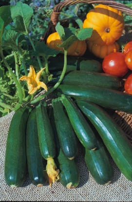 Picture of Courgette Zucchini